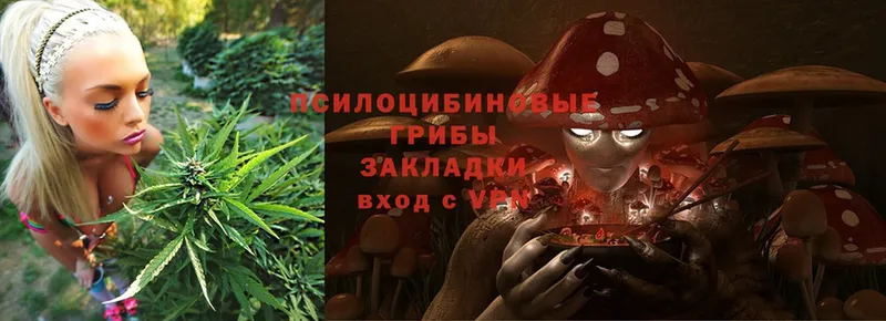 Галлюциногенные грибы Psilocybine cubensis  купить закладку  кракен рабочий сайт  Видное 